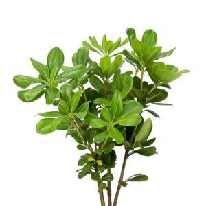 Pitosporo Verde, 60cm, maço