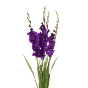 Palma/Gladíolos Roxo, maço