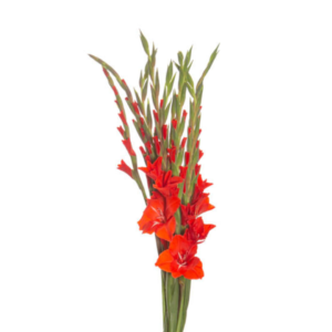 Palma/Gladíolos Vermelho, maço