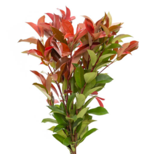 Phothinia Vermelha, maço