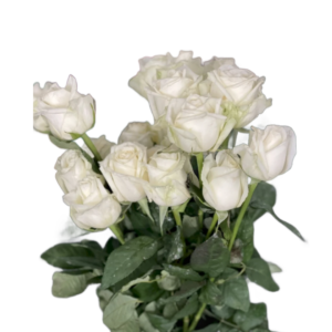 Rosa Branca, Curta, maço c/ 20 Botões