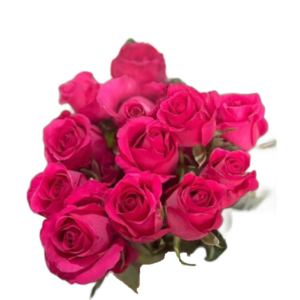 Rosa Pink, Curta, maço c/ 20 Botões