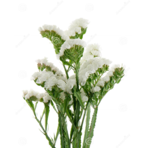 Statice Branca, maço