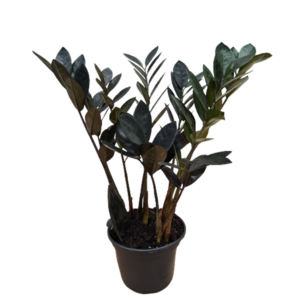 Zamioculca Black Queen, pote 14, caixa c/ 6 vasos