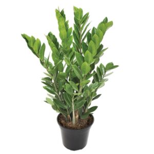 Zamioculca, pote 17, caixa c/ 6 vasos