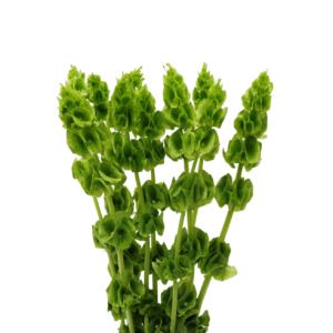 Molucela, 50cm, maço c/ 5 hastes